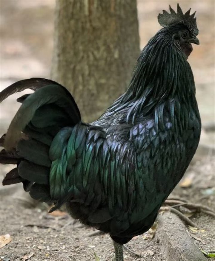 Are all chickens the same species