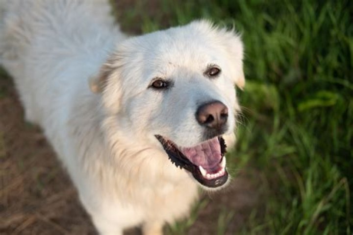 Are Chorkies smart dogs