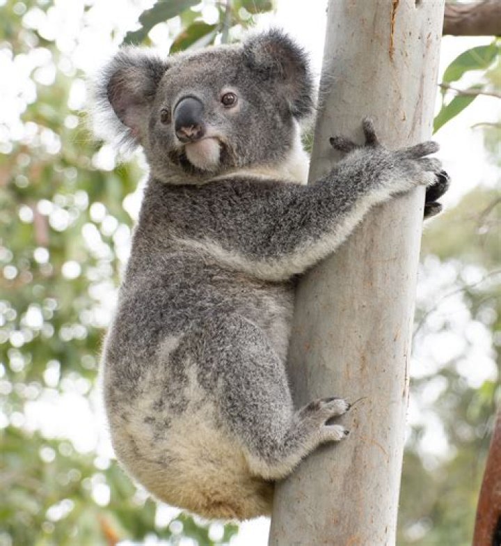 Are koalas a pest
