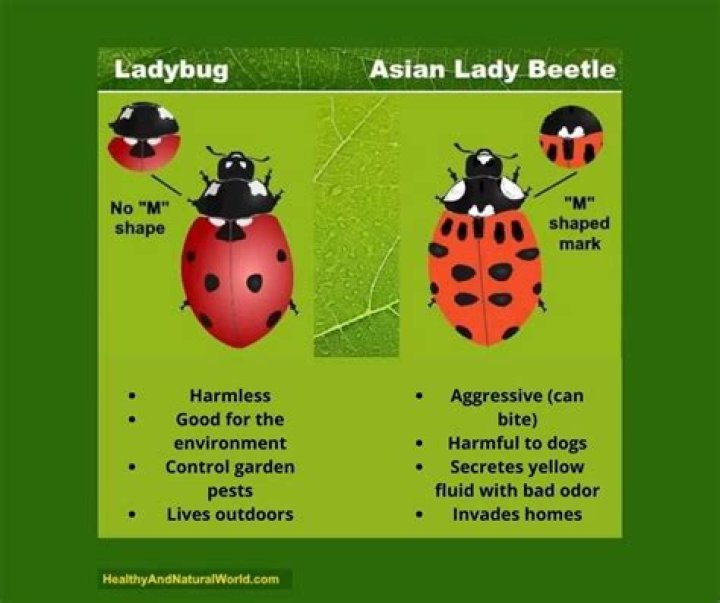 Are ladybugs good for vegetable gardens