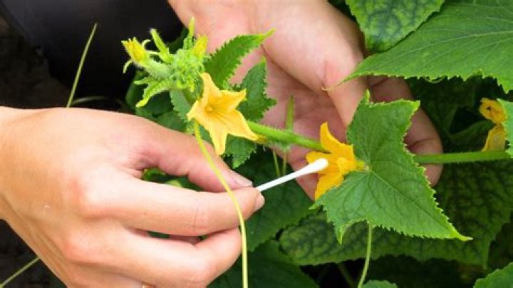 Are Marketmore cucumbers self pollinating
