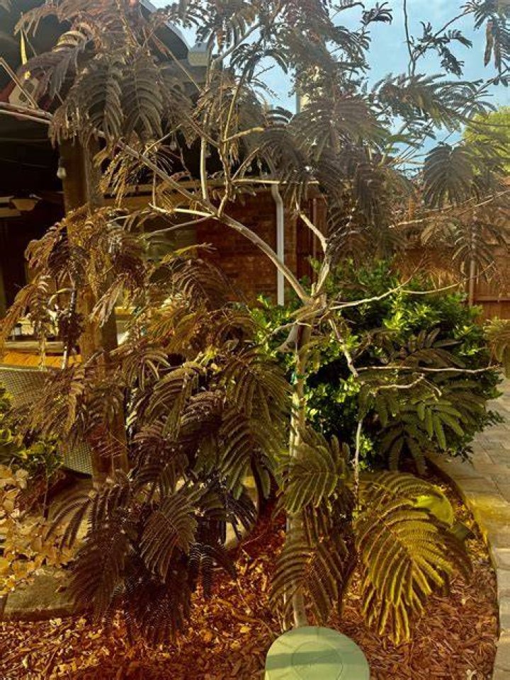 Are mimosa trees edible
