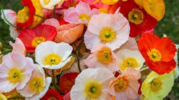 Are poppies a bulb