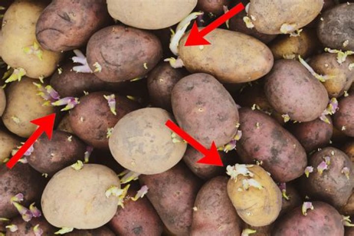 Are potatoes bad for plants?