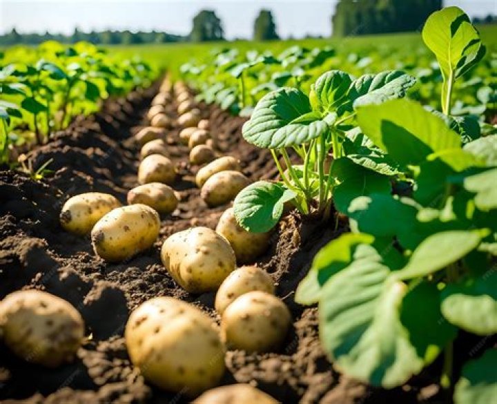 Are potatoes grown from seeds?