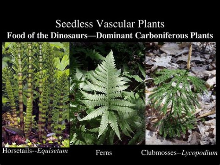 Are potatoes seedless vascular plants?