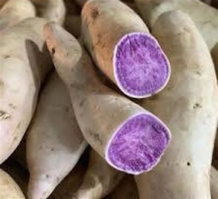 Are purple potatoes GMO?