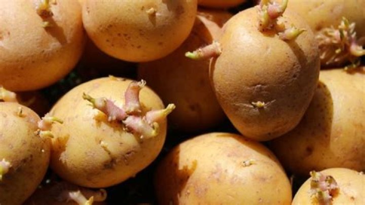 Are sprouted potatoes alive?