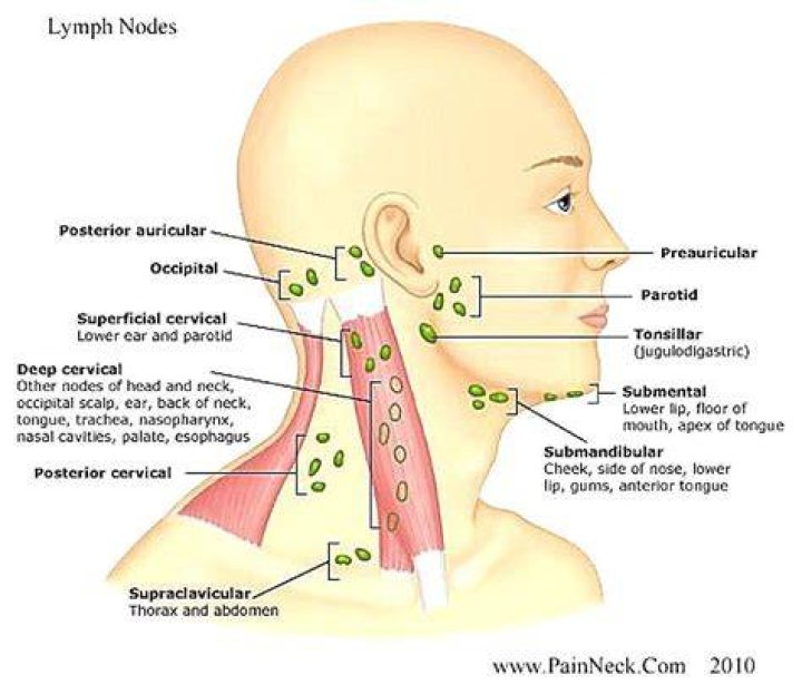Are there lymph nodes on your head