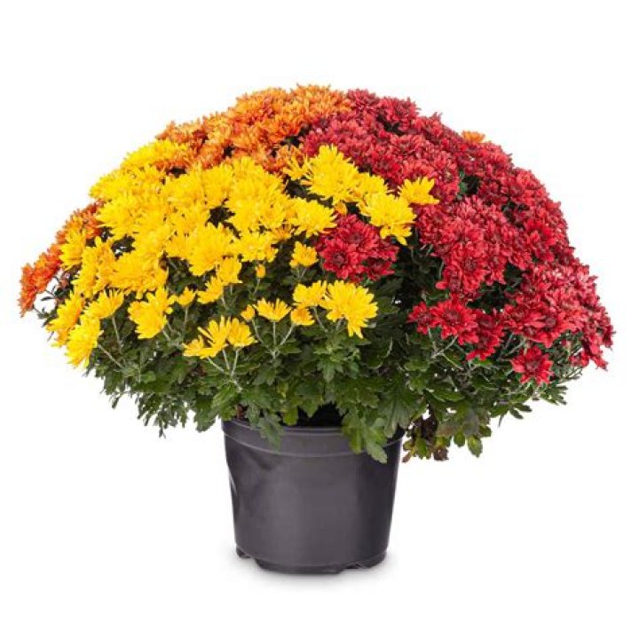 Are there red mums