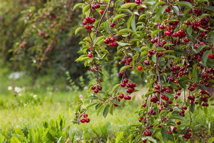 Can a sour cherry tree pollinate a sweet cherry tree