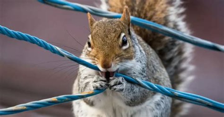 Can a squirrel chew through chicken wire