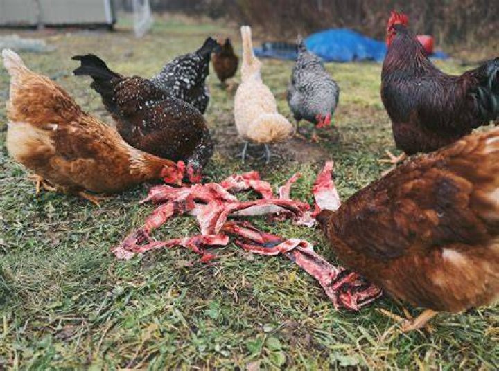 Can chickens have excess protein