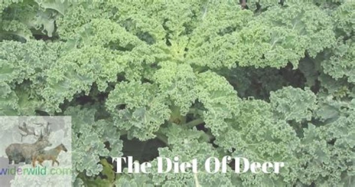 Can deer eat kale