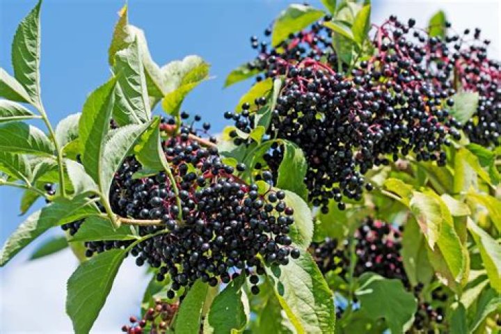 Can elderberry be toxic