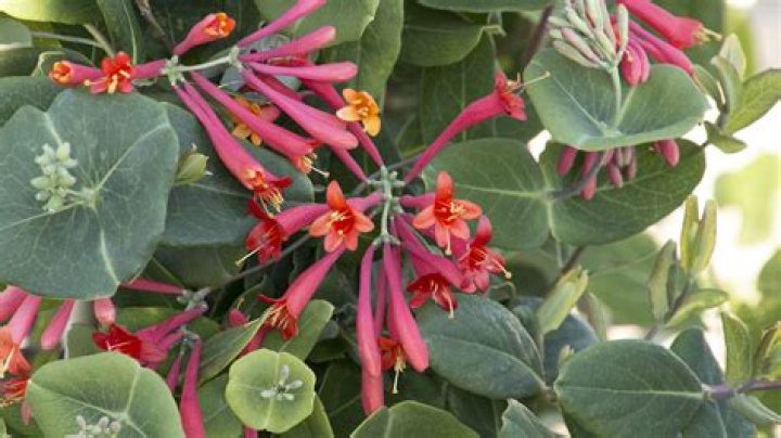 Can I grow honeysuckle