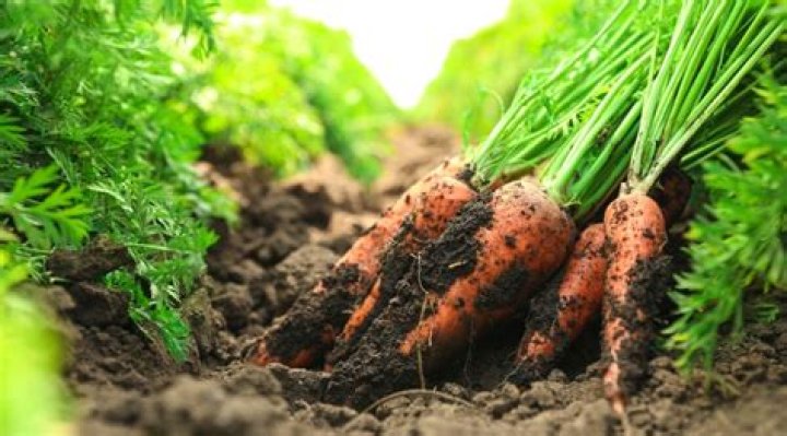 Can old carrots make you sick