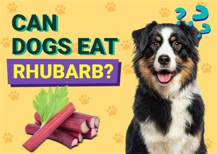 Can rhubarb kill dogs