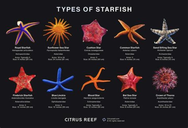 Can starfish split into two