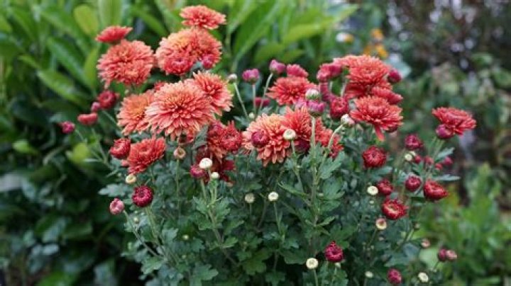 Can you divide mums in the fall