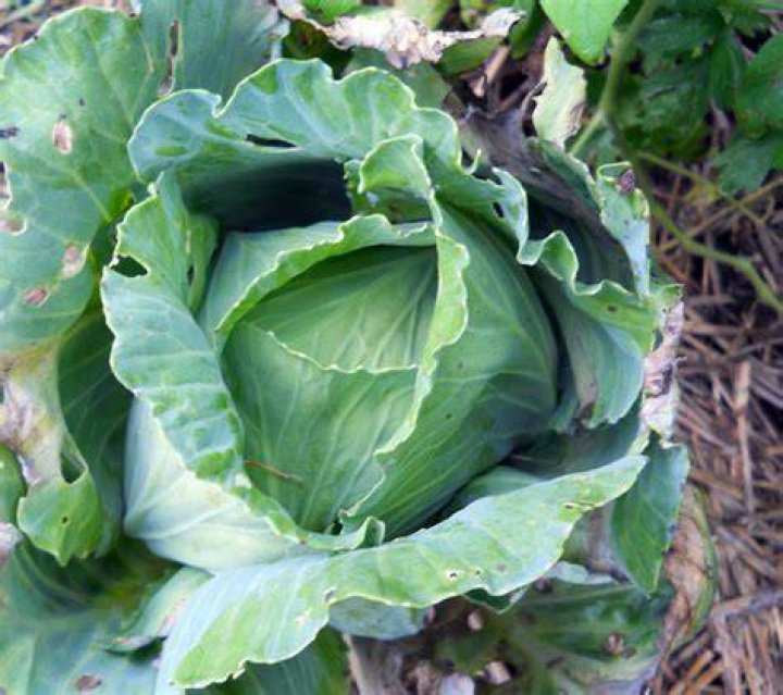 Did Romans eat cabbage