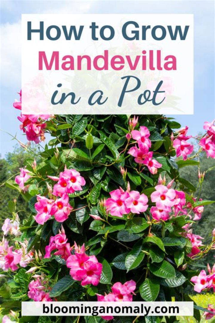 Do bees like Mandevilla