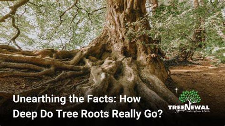 Do black locust trees have deep roots
