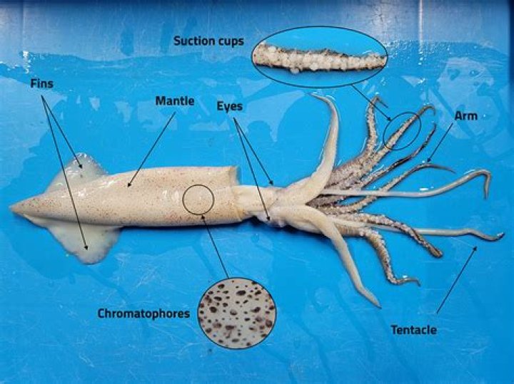 Do cephalopods have gills
