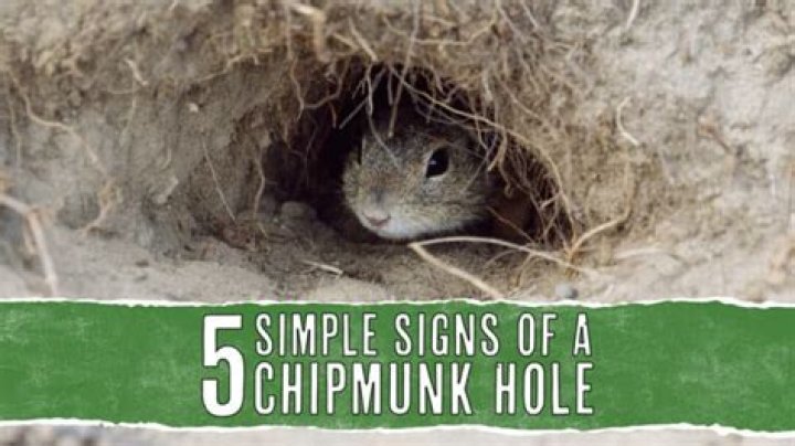 Do chipmunks make holes in the ground