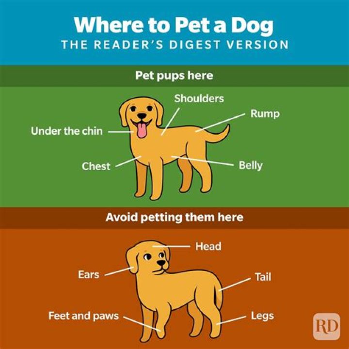 Do dogs like their snouts rubbed
