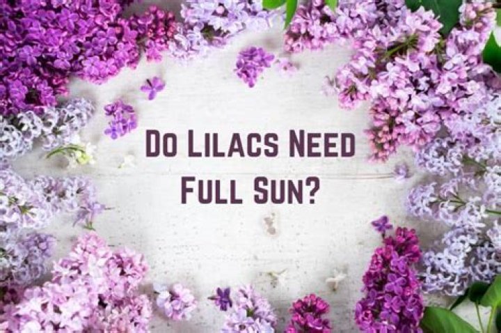 Do lilac trees need full sun