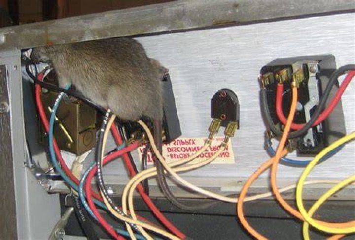 Do mice chew electrical wiring?