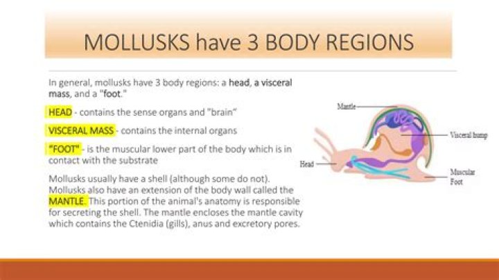 Do mollusks have tissues