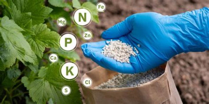 Do pea plants need fertilizer