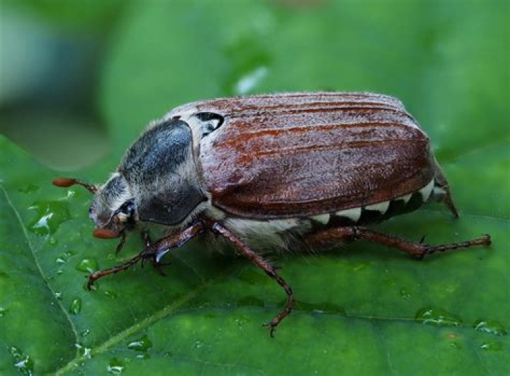 Do potato beetles fly?