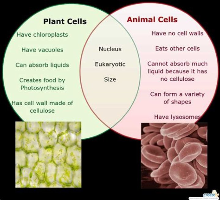 Do potato cells have water?