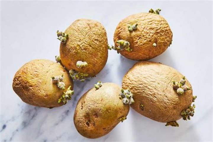 Do potatoes sprout in dark or light?