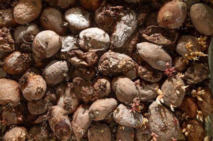 Do rotting potatoes smell?