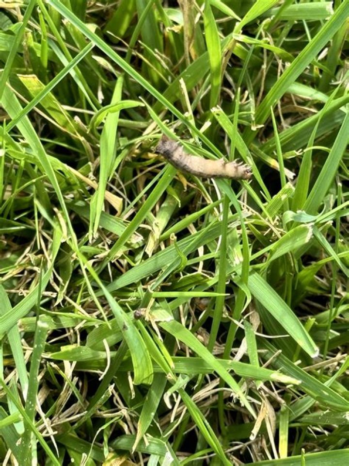 Do worms damage lawns