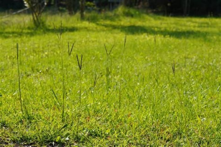 Does 2 4d kill Bahiagrass