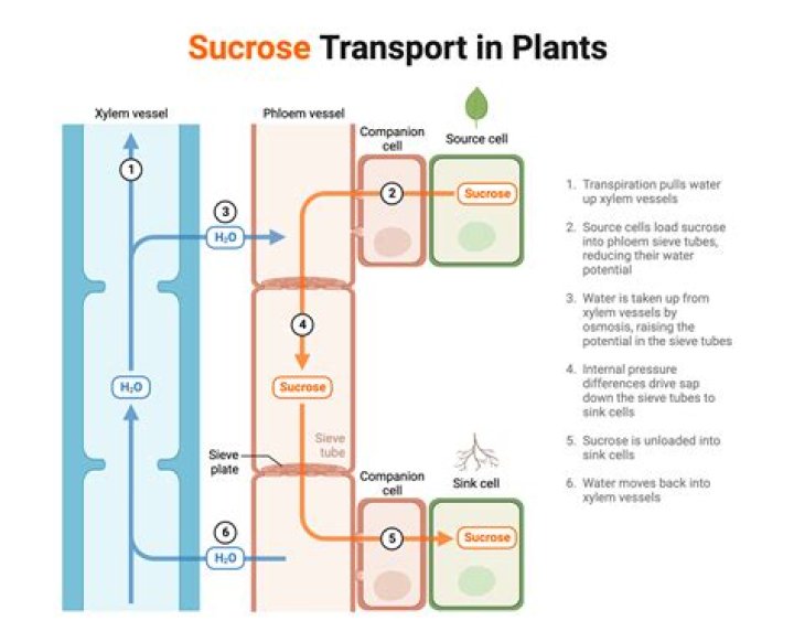 Does a potato cell have sucrose?