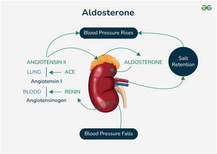 Does aldosterone increase blood pressure
