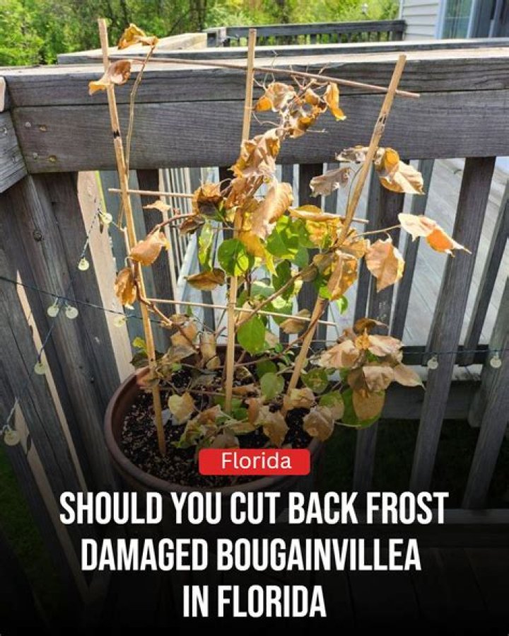 Does frost kill bougainvillea