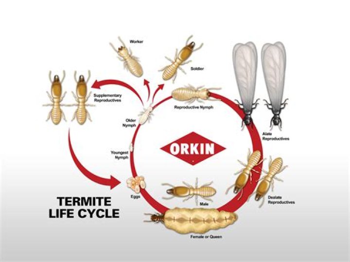 Does Orkin do termites