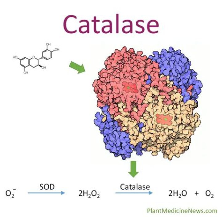 Does potato tissue contain catalase?