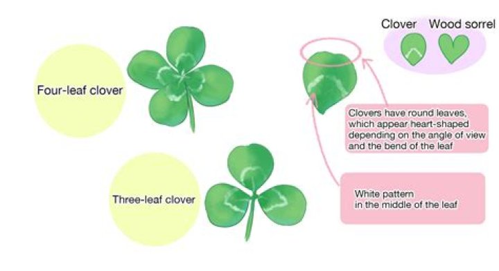 Does Roundup work on clover