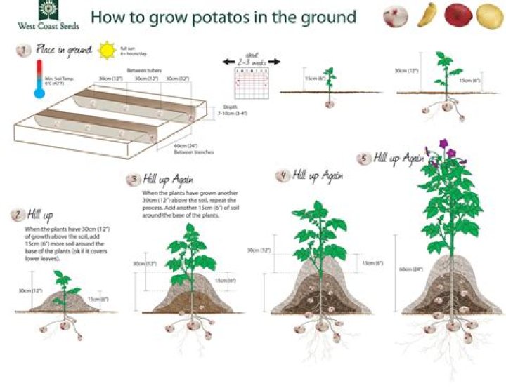 How big do potato sprouts grow?