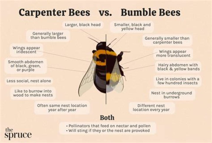 How can I deter carpenter bees