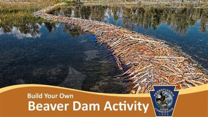 How do beavers build dams