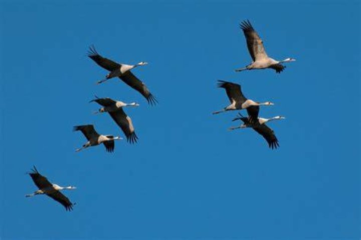 How do birds know where to go when they migrate